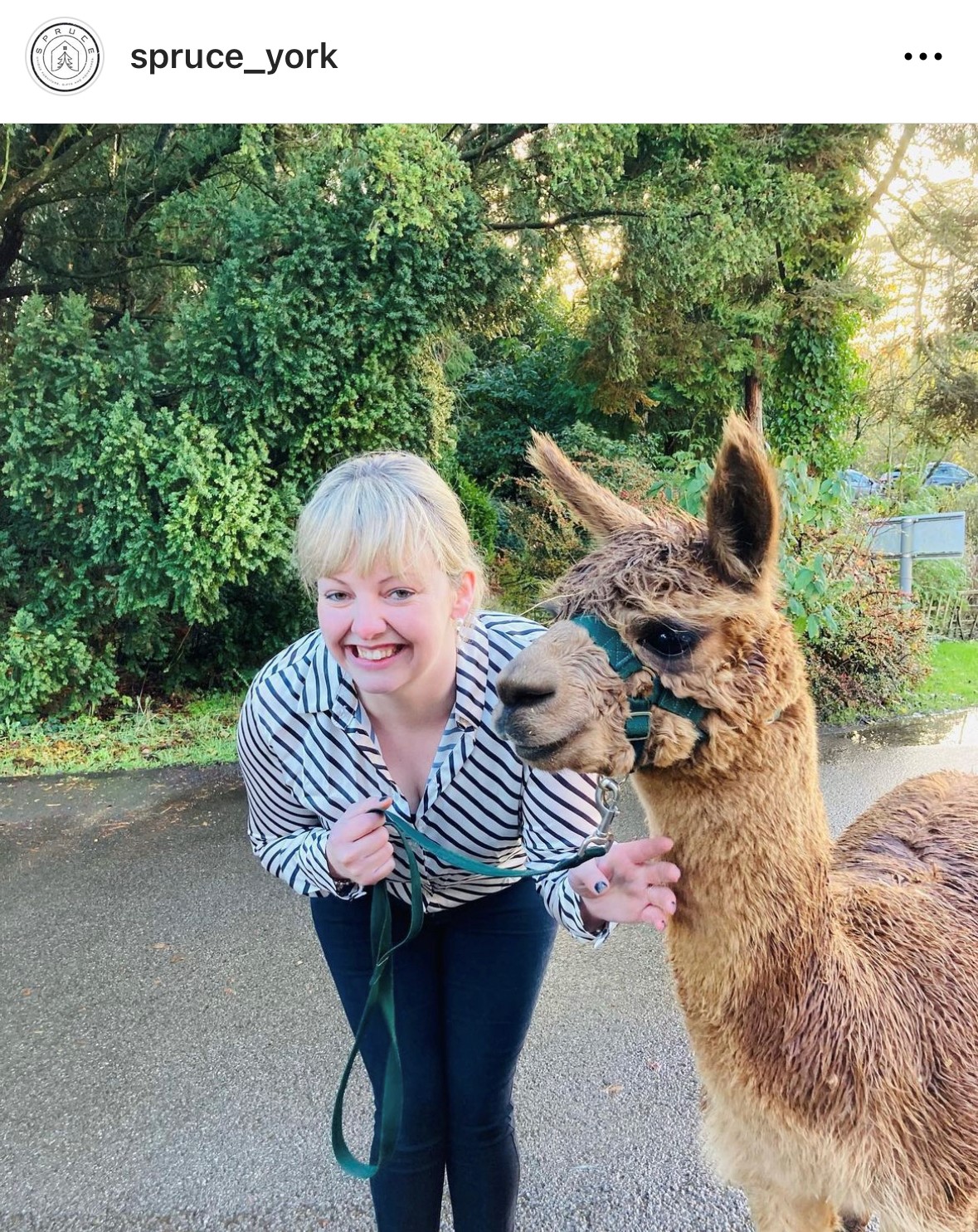Rebecca From Spruce York with an Alpaca
