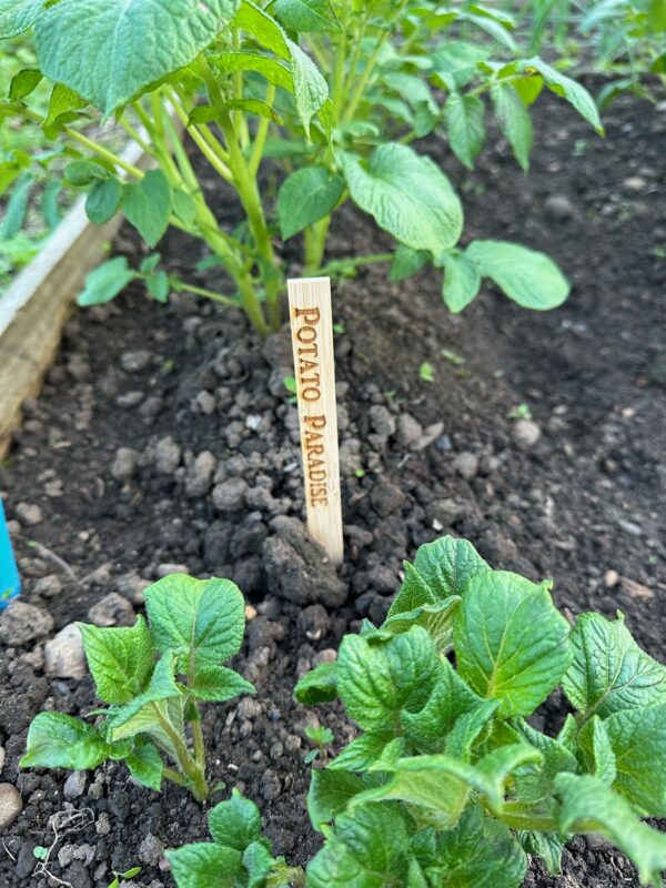 Potato Paradise Bamboo vegetable marker stick